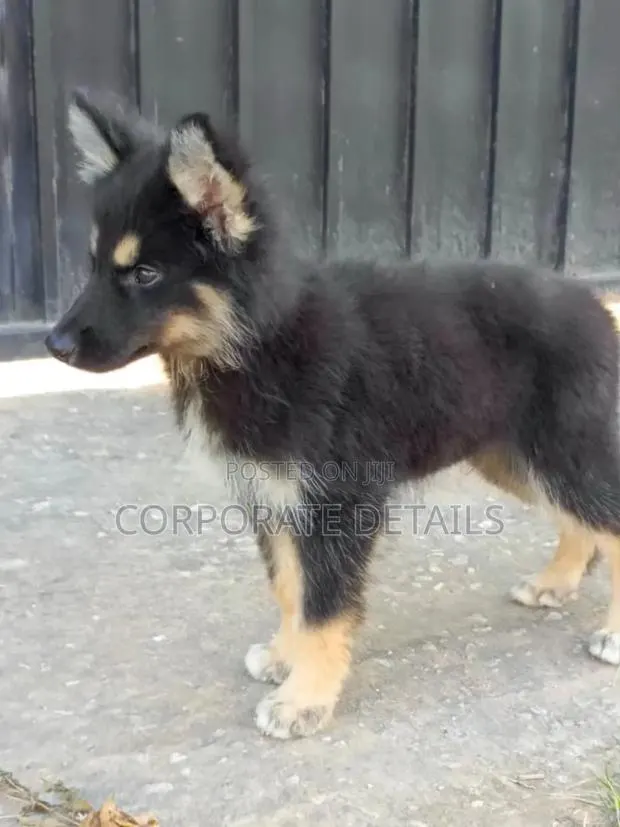1-3 months Male Purebred German Shepherd · Photo 1