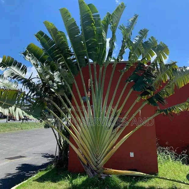 Travellers Palm for Sale · Photo 1
