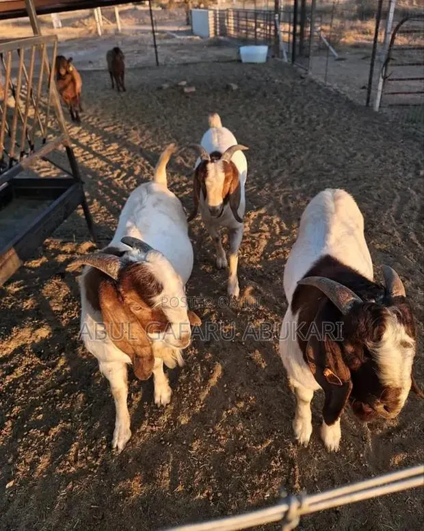 Nice Boer Goat · Photo 1