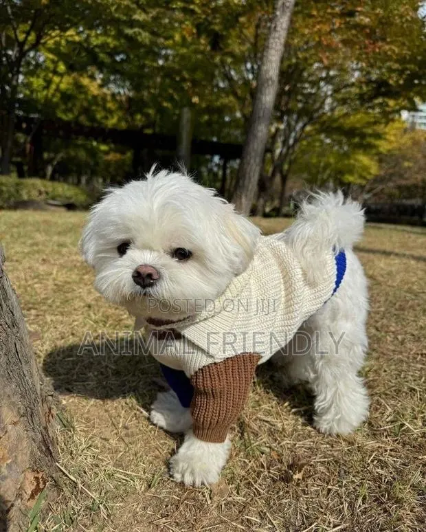 1-3 months Male Purebred Poodle · Photo 1