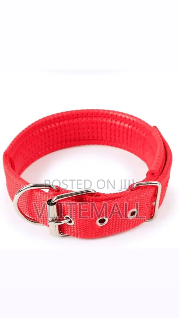Dog Collar Size 4cm X68cm · Photo 1