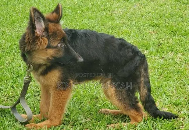 3-6 months Male Purebred German Shepherd · Photo 1