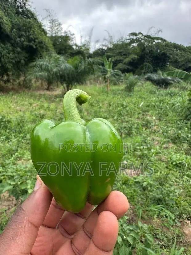 Sweet Green Pepper · Photo 1