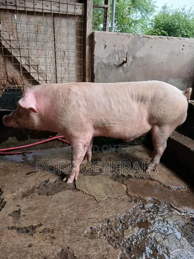 Premium Pork for Sale
