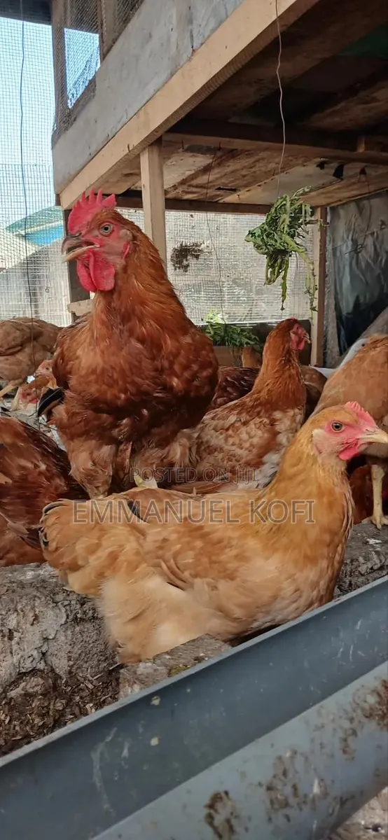 Healthy Birds Only Farm · Photo 1