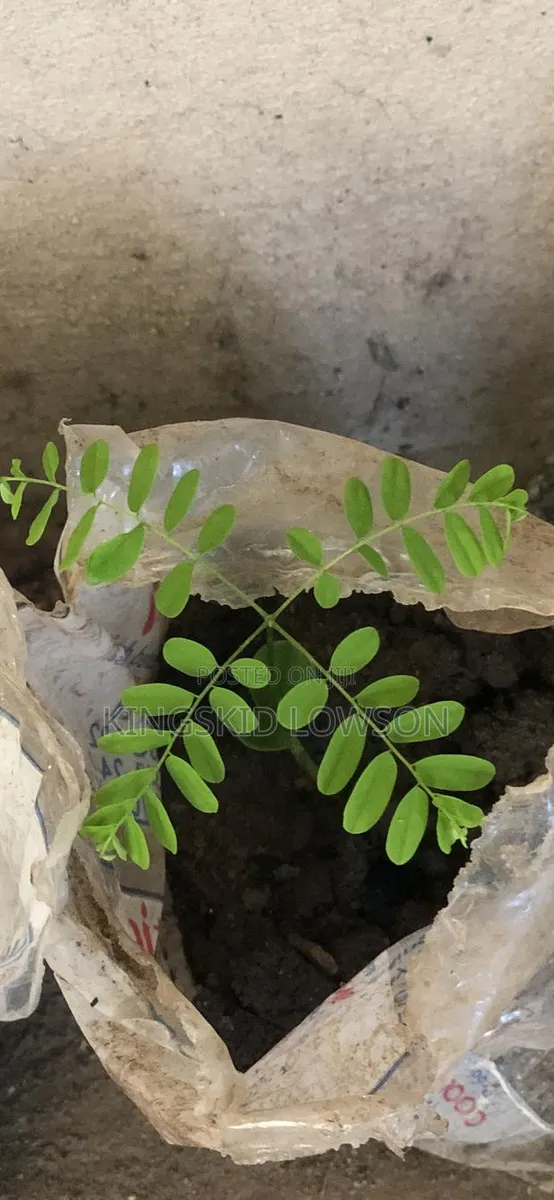 *Prekese Seedlings for Sale - Accra* · Photo 2