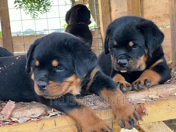 1-3 months Female Purebred Rottweiler · Photo 1