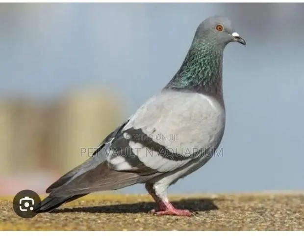 Female Pigeon · Photo 1