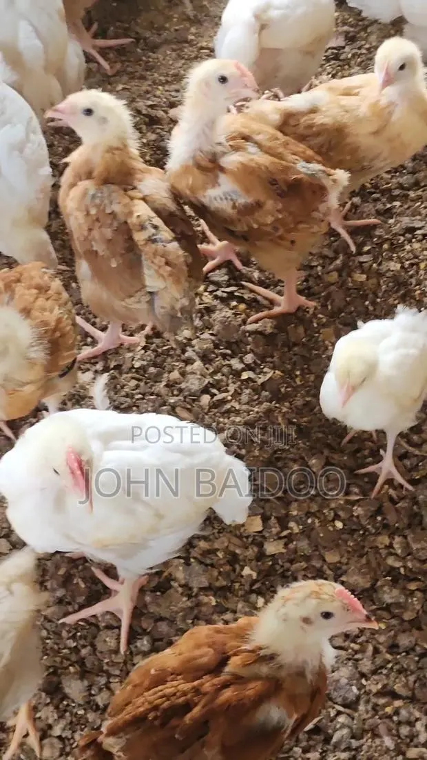 Poultry Pproducts · Photo 1