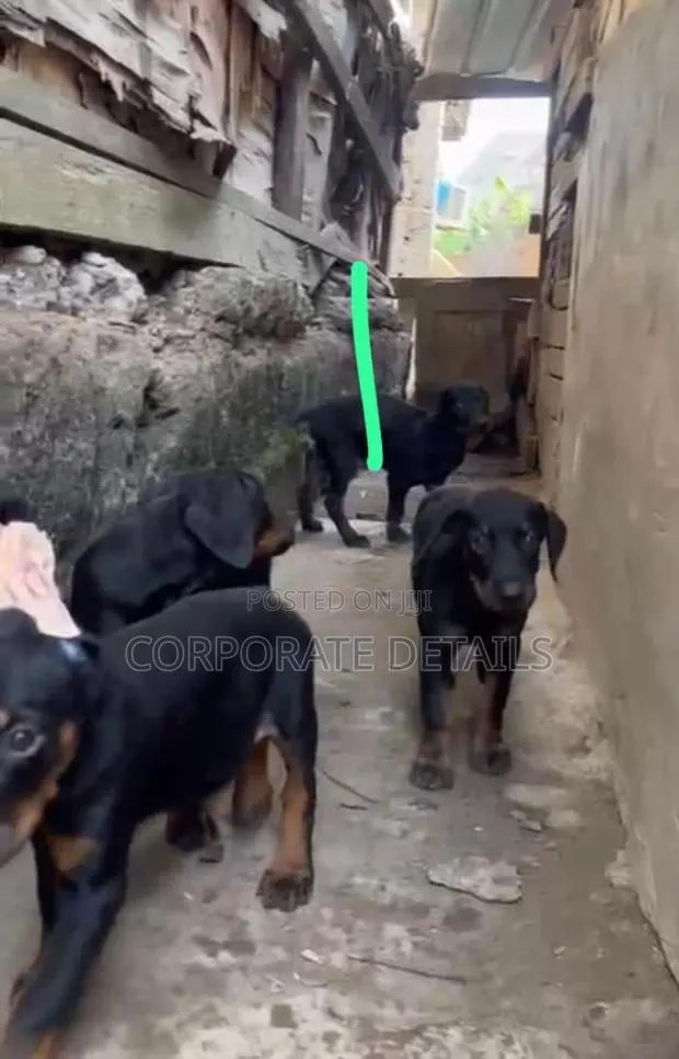 1-3 months Male Purebred Doberman Pinscher · Photo 1
