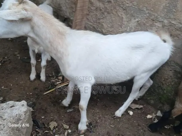 Female Goat for Sale · Photo 2