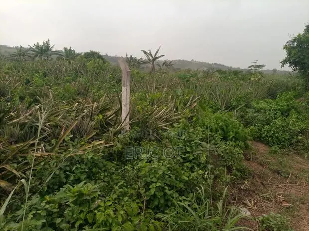 Farm Land for Sale - Fully Registered Ted · Photo 1