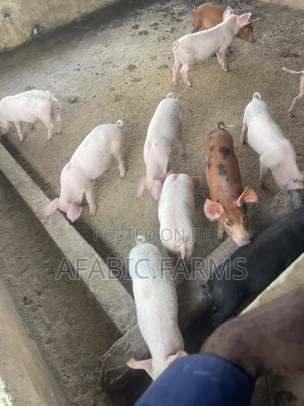 Piglets for Sale · Photo 3