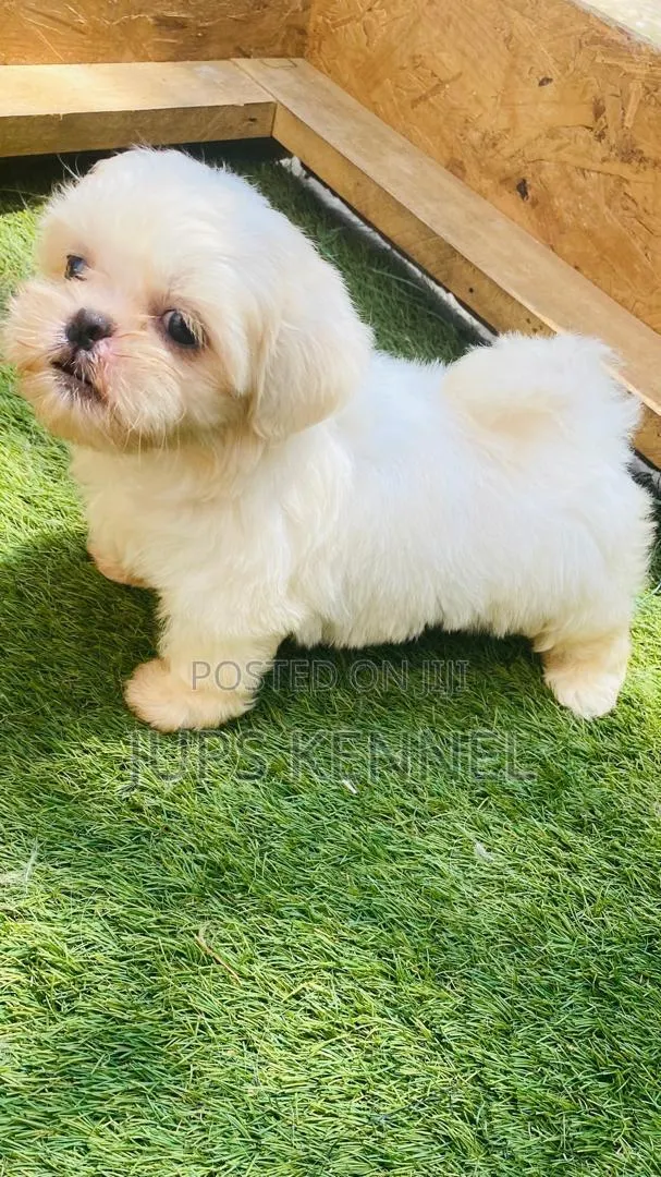 1-3 months Female Purebred Shih Tzu · Photo 1