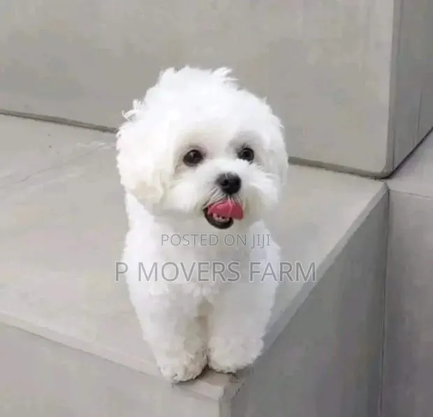 1-3 months Male Purebred Poodle · Photo 1