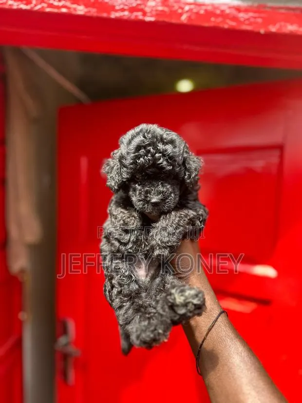 1-3 months Male Purebred Poodle · Photo 1