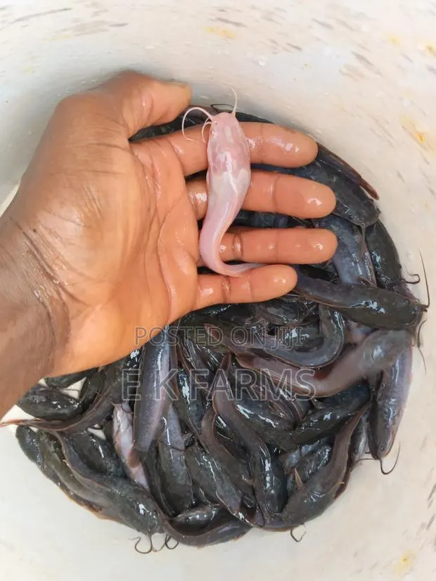 Fast Growing Catfish Juveniles, Fingerlings and Jumbo Size · Photo 4