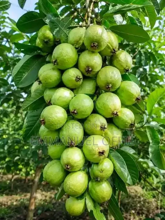 Guava Seedlings Available · Photo 1