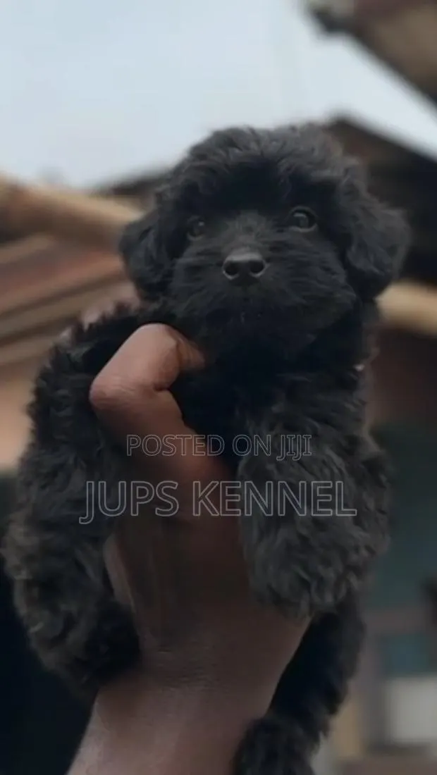 1-3 months Female Purebred Poodle · Photo 1