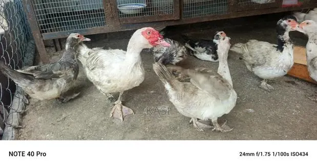 Muscovy Ducklings · Photo 1