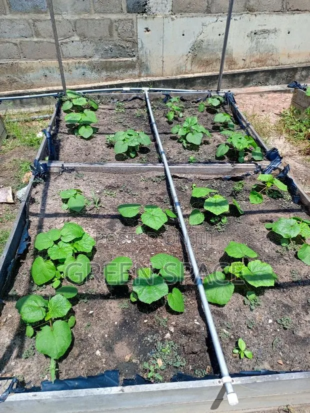 Okro Seeds · Photo 3