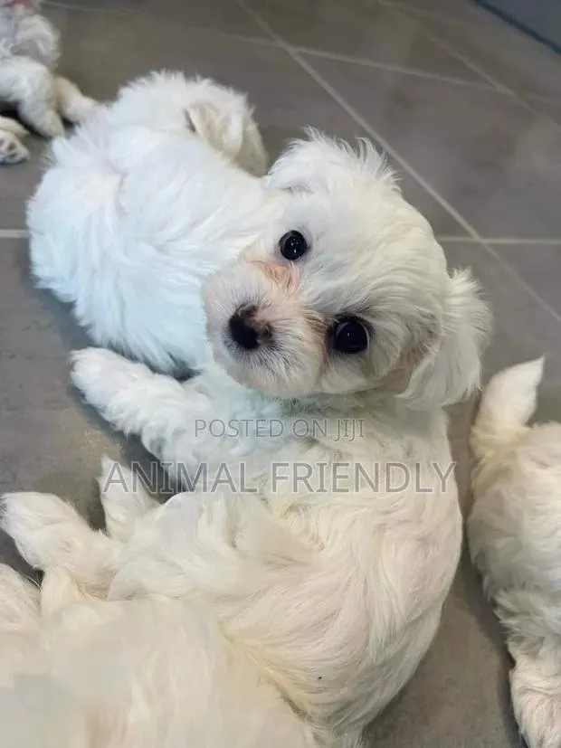1-3 months Female Purebred Maltese · Photo 1
