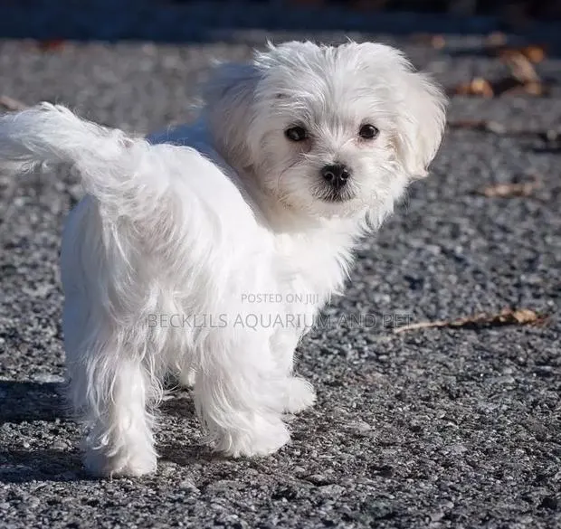1-3 months Male Mixed Breed Maltese · Photo 1