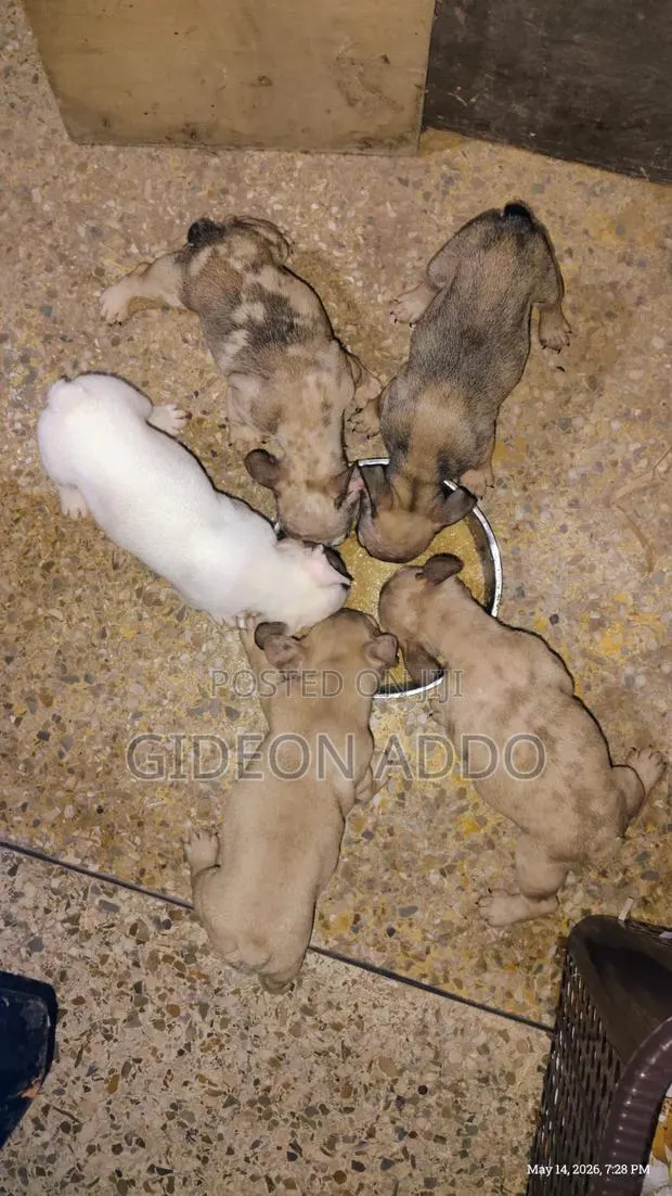 1-3 months Female Purebred French Bulldog