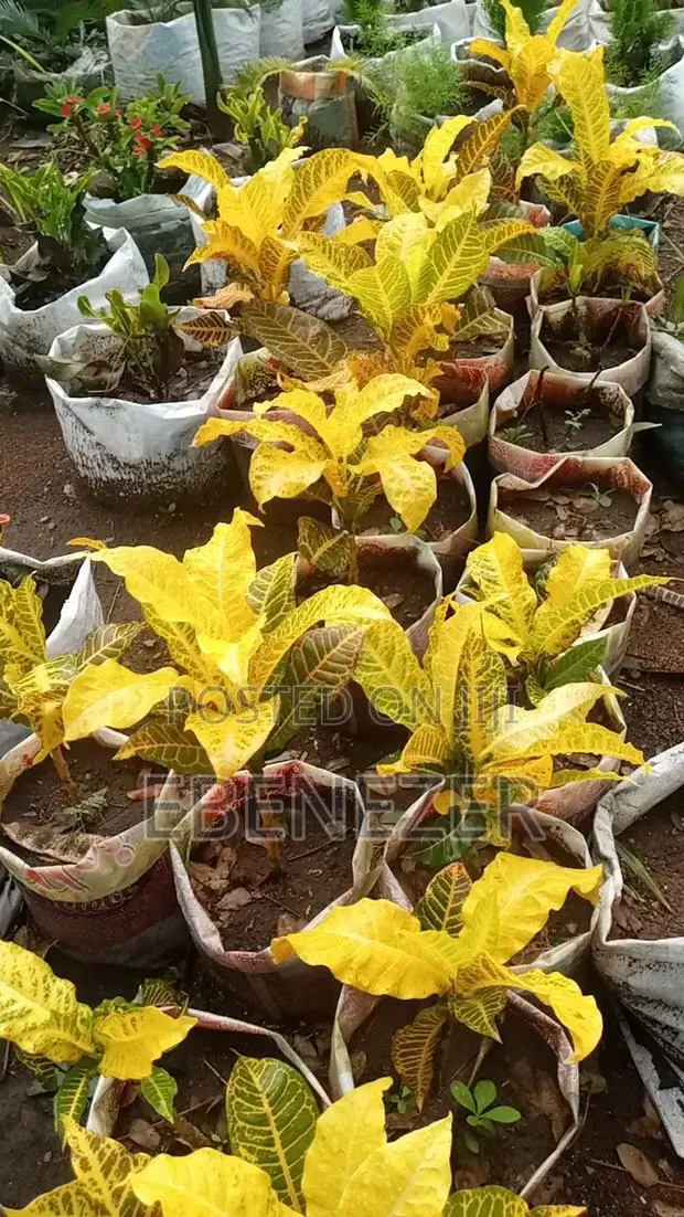 Croton Flowers · Photo 1
