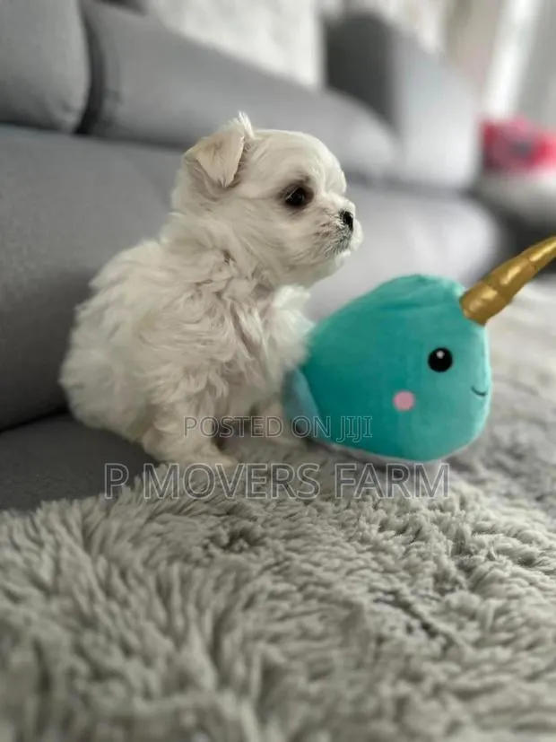 1-3 months Male Purebred Maltese · Photo 1