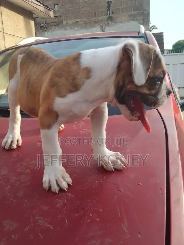 1-3 months Male Purebred American Bulldog · Photo 1