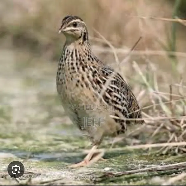 Quail Animals for Sale · Photo 1
