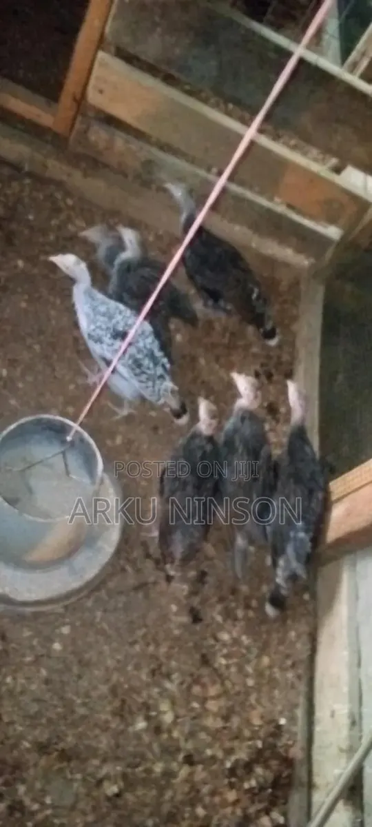 A.B.N Farms · Photo 1