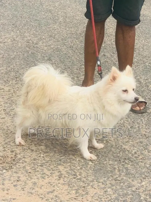 1+ Year Female Purebred American Eskimo · Photo 1