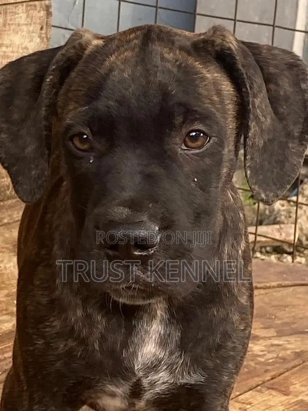 1-3 months Male Purebred Boerboel · Photo 1