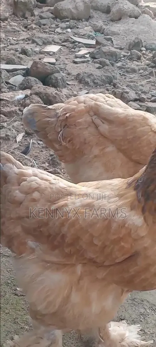 Two Matured Female Brahma · Photo 4