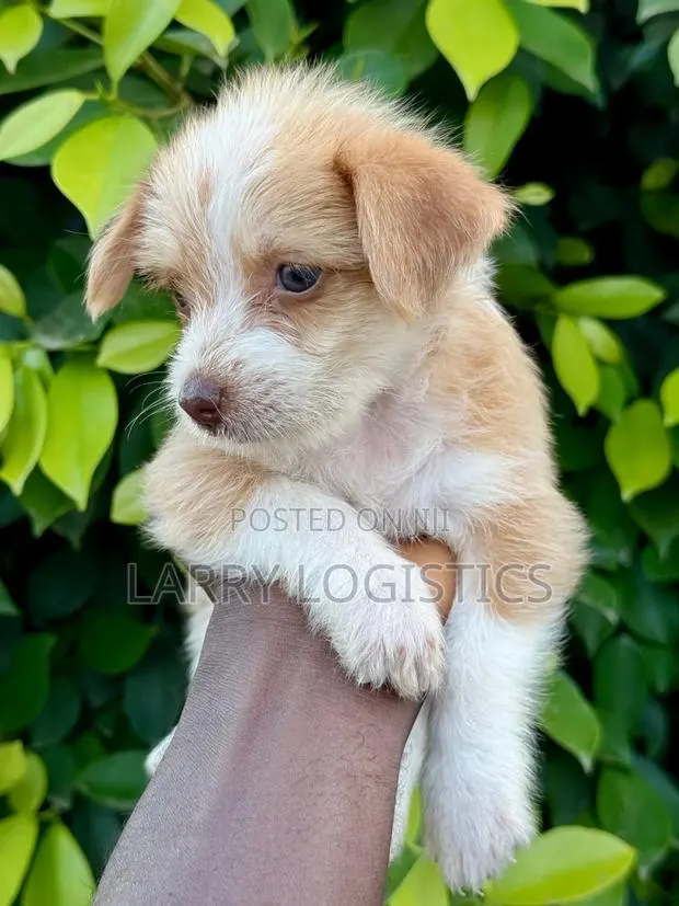 1-3 months Male Mixed Breed Poodle · Photo 1