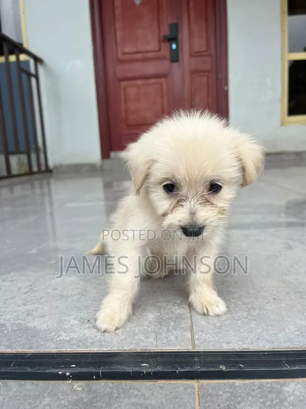 1-3 months Male Mixed Breed Poodle · Photo 1