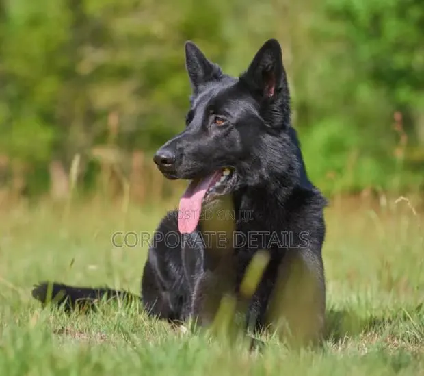 6-12 months Male Purebred German Shepherd · Photo 1
