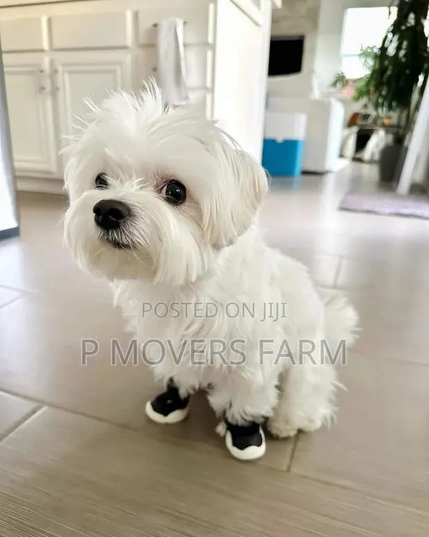 1-3 months Male Purebred Maltese · Photo 1