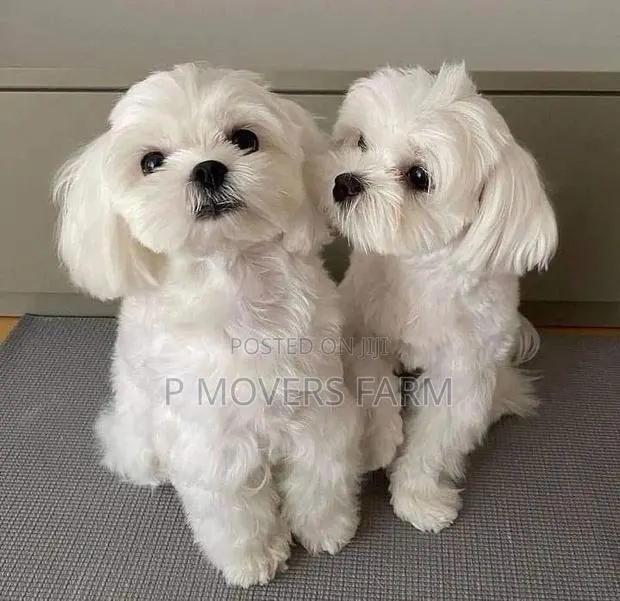 1-3 months Male Purebred Poodle · Photo 1