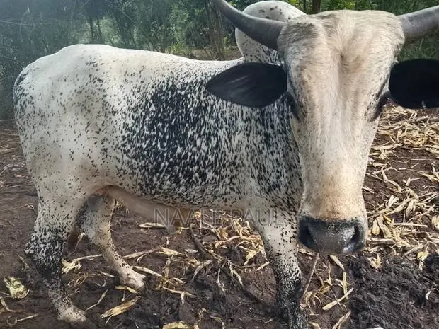 Cows for Sale · Photo 1