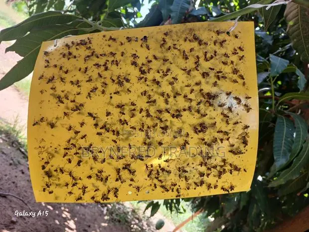10pcs Yellow Sticky Traps/ Fly Sticker/ Glueboard for All Insects · Photo 1