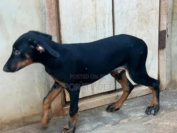6-12 months Male Purebred Doberman Pinscher · Photo 1