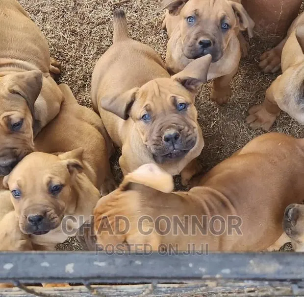 1-3 months Male Purebred Boerboel · Photo 1