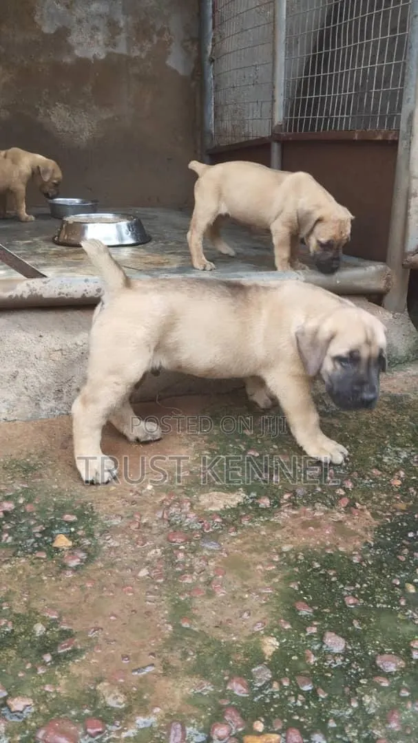 1-3 months Female Purebred Boerboel · Photo 1