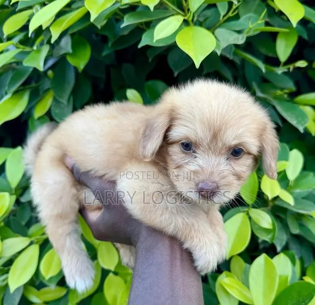 1-3 months Female Purebred Poodle · Photo 1