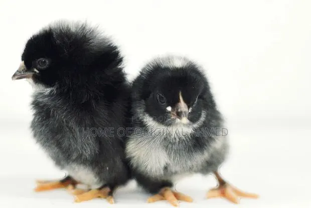 All Dayold Chicks Available Pure Breeds · Photo 1