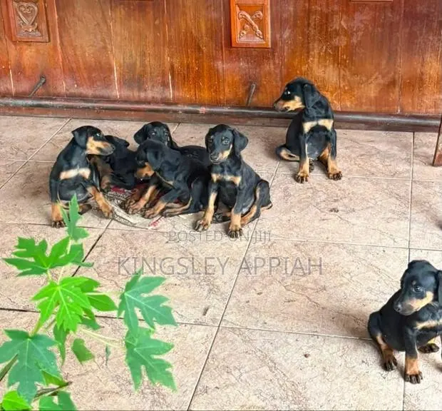 1-3 months Male Purebred Doberman Pinscher · Photo 1