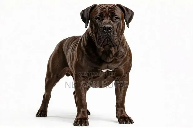 1+ year Male Purebred Boerboel · Photo 1